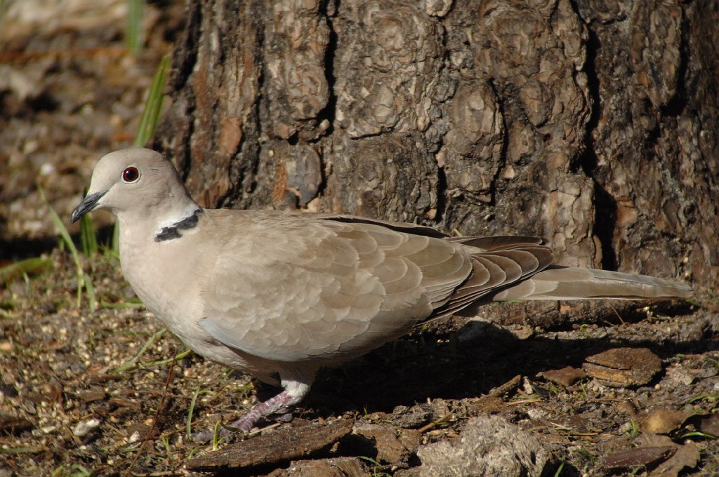 Dove, Eurasian Collared, 2010-02038840 Okeeheelee Nature Center, FL.JPG - Eurasian Collared Dove. Green Cay Wetlands, FL, 2-3-2010